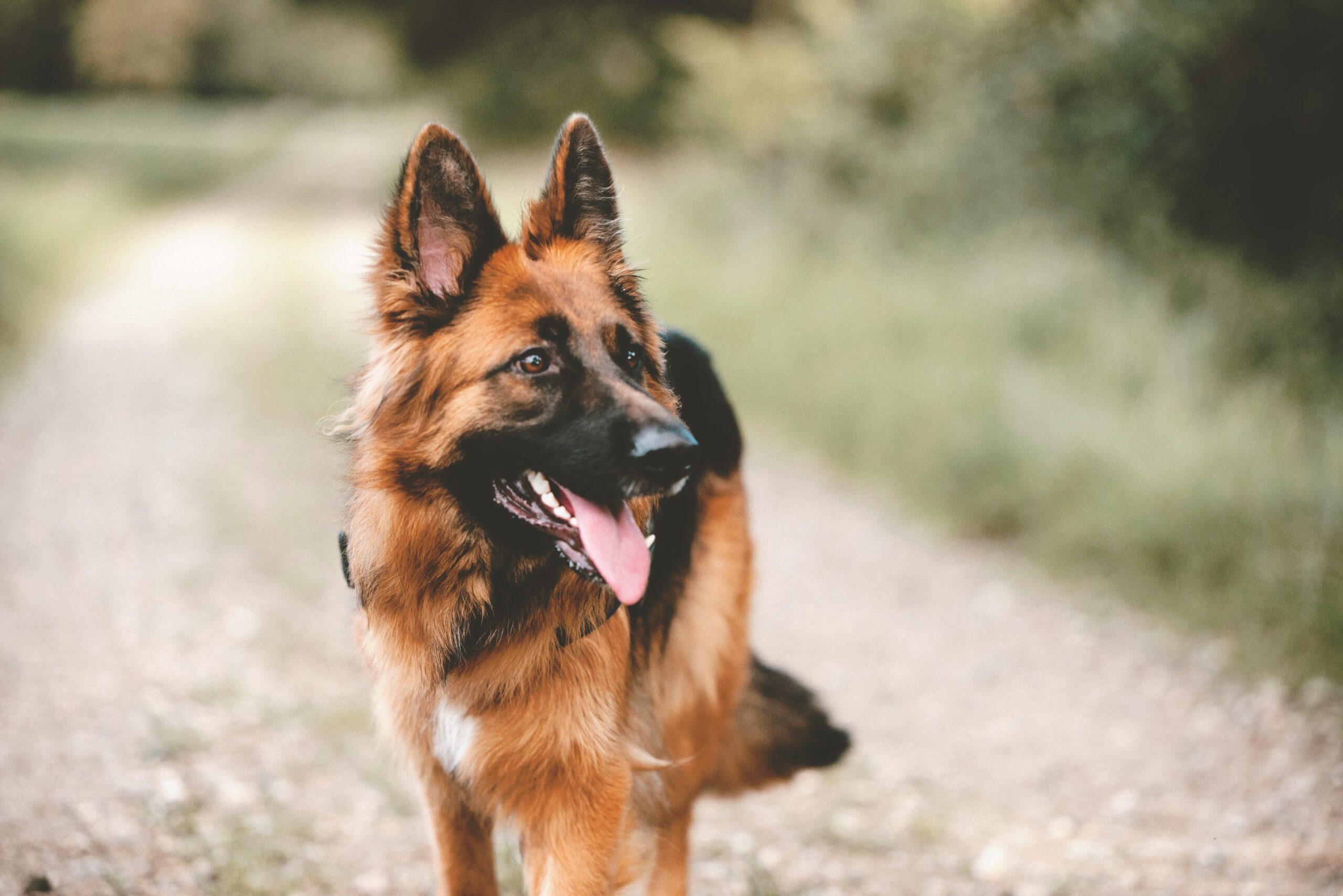 Trained Dog walking canine pro dog training